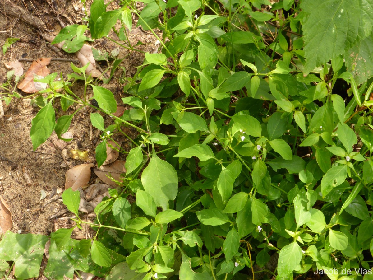 Rostellularia diffusa var. diffusa (Willd.) Nees